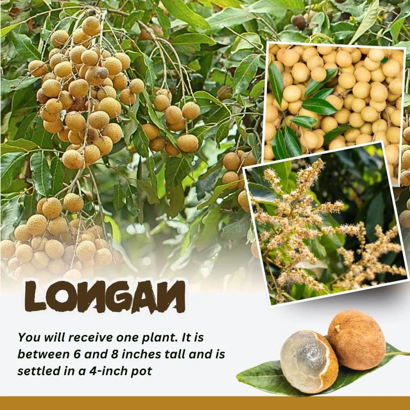 Longan Tree Live Plant - Tropical Sweet Fruit, Half Gallon Pot, 8-12 Inches Tall Longan Tree Live Plant - Tropical Sweet Fruit, Half Gallon Pot, 8-12 Inches Tall - Image 9