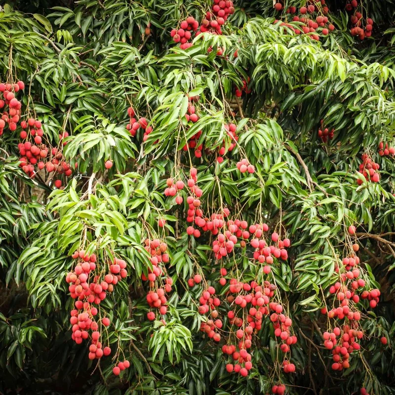 Lychee Tree Live Plant – Tropical Fruit Seedling 10-12" Tall – USDA Zones 10-11 Lychee Tree Live Plant – Tropical Fruit Seedling 10-12" Tall – USDA Zones 10-11 - Image 2