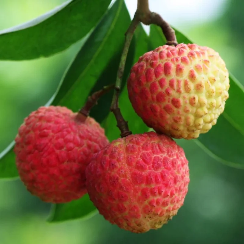 Lychee Tree Live Plant – Tropical Fruit Seedling 10-12" Tall – USDA Zones 10-11 Lychee Tree Live Plant – Tropical Fruit Seedling 10-12" Tall – USDA Zones 10-11 - Image 3