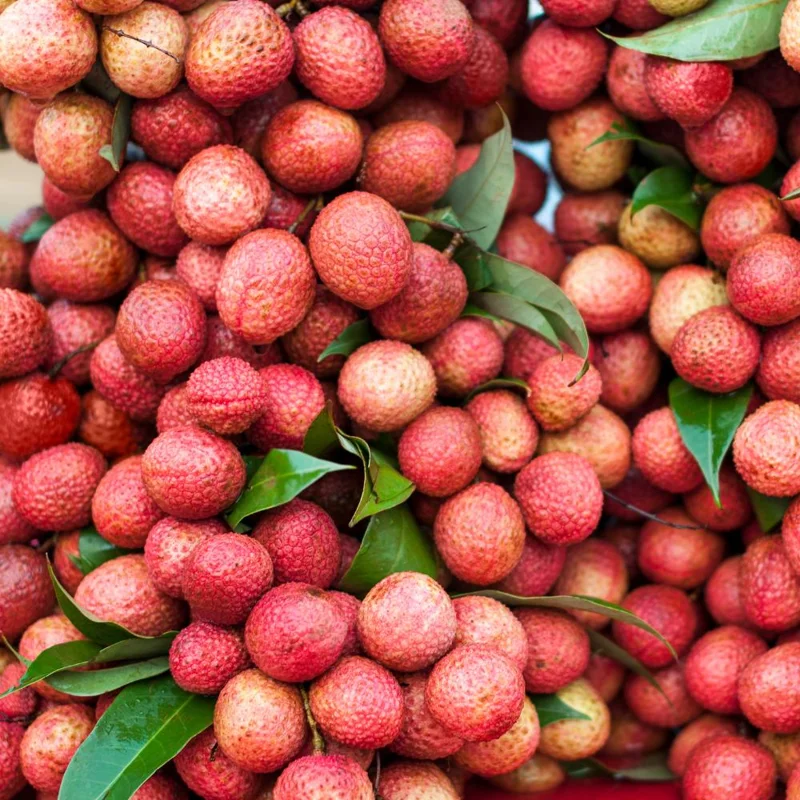 Lychee Tree Live Plant – Tropical Fruit Seedling 10-12" Tall – USDA Zones 10-11 Lychee Tree Live Plant – Tropical Fruit Seedling 10-12" Tall – USDA Zones 10-11 - Image 4