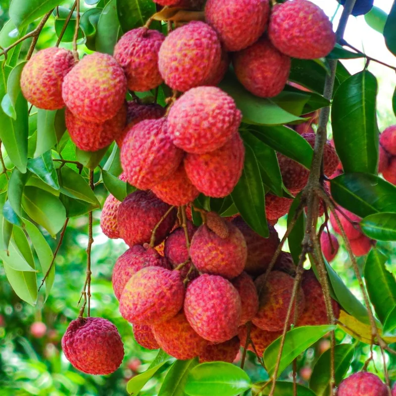 Lychee Tree Live Plant – Tropical Fruit Seedling 10-12" Tall – USDA Zones 10-11 Lychee Tree Live Plant – Tropical Fruit Seedling 10-12" Tall – USDA Zones 10-11 - Image 5