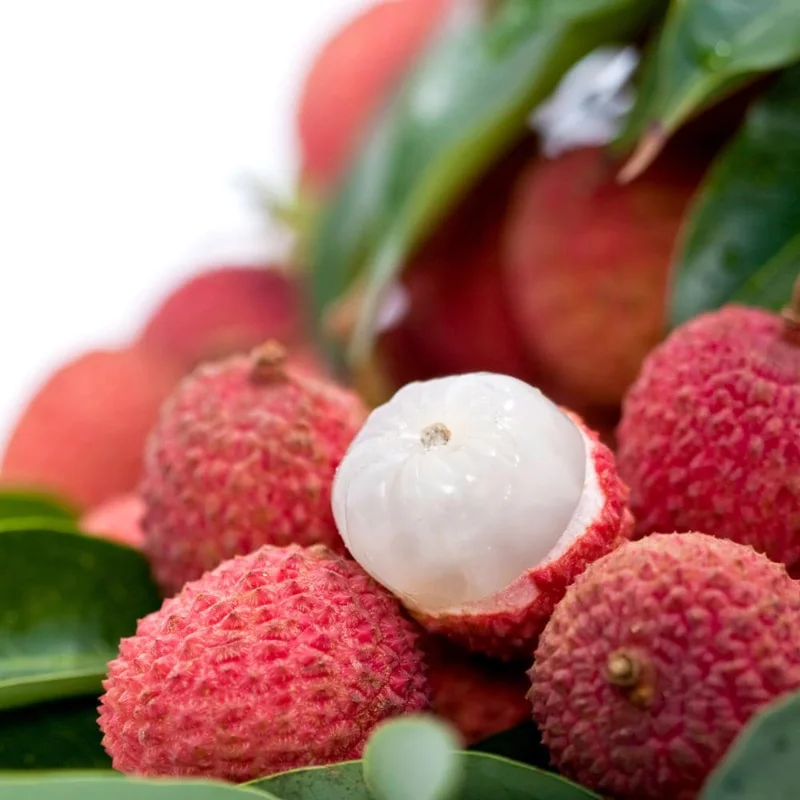 Lychee Tree Live Plant – Tropical Fruit Seedling 10-12" Tall – USDA Zones 10-11 Lychee Tree Live Plant – Tropical Fruit Seedling 10-12" Tall – USDA Zones 10-11 - Image 6