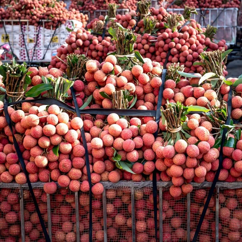 Lychee Tree Live Plant – Tropical Fruit Seedling 10-12" Tall – USDA Zones 10-11 Lychee Tree Live Plant – Tropical Fruit Seedling 10-12" Tall – USDA Zones 10-11 - Image 7