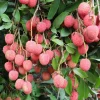 Lychee Tree Live Plant – Tropical Fruit Seedling 10-12" Tall – USDA Zones 10-11 Lychee Tree Live Plant – Tropical Fruit Seedling 10-12" Tall – USDA Zones 10-11 - Image 1
