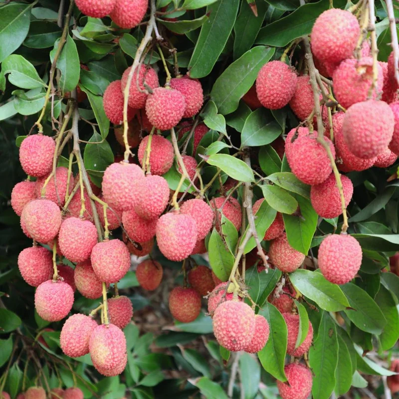 Lychee Tree Live Plant – Tropical Fruit Seedling 10-12" Tall – USDA Zones 10-11 Lychee Tree Live Plant – Tropical Fruit Seedling 10-12" Tall – USDA Zones 10-11 - Image 1