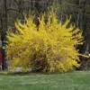 Lynwood Gold Forsythia Live Plant - 6-12" Tall - 4" Pot - Yellow Blooms Shrub Lynwood Gold Forsythia Live Plant - 6-12" Tall - 4" Pot - Yellow Blooms Shrub - Image 1