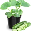 Marketmore Cucumber Live Plants - Set of 2 Vegetable Starter Plants, 2 Inch Pots, Outdoor - Image 1