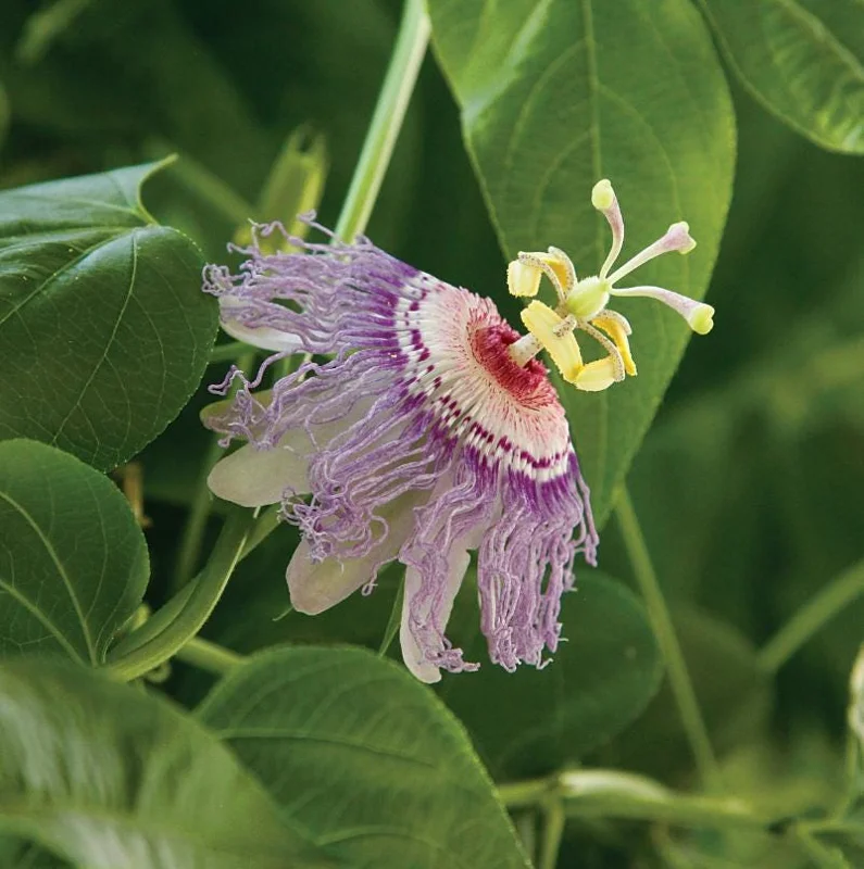 Maypop Passionflower Live Plant – Passiflora Incarnata – Purple Blooms – 4-6" Tall – Outdoor Edible Vine - Image 2