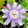 Maypop Passionflower Live Plant – Passiflora Incarnata – Purple Blooms – 4-6" Tall – Outdoor Edible Vine - Image 1