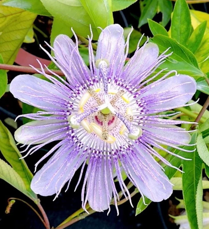 Home Maypop Passionflower Live Plant – Passiflora Incarnata – Purple Blooms – 4-6" Tall – Outdoor Edible Vine - Image 1