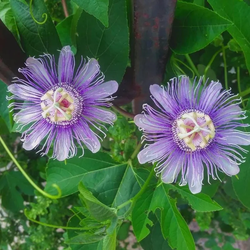 Maypop Passionflower Live Plant – Passiflora Incarnata – Purple Blooms – 4-6" Tall – Outdoor Edible Vine Maypop Passionflower Live Plant – Passiflora Incarnata – Purple Blooms – 4-6" Tall – Outdoor Edible Vine - Image 3