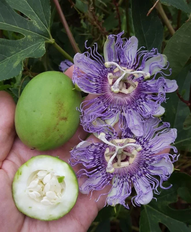 Maypop Passionflower Live Plant – Passiflora Incarnata – Purple Blooms – 4-6" Tall – Outdoor Edible Vine Maypop Passionflower Live Plant – Passiflora Incarnata – Purple Blooms – 4-6" Tall – Outdoor Edible Vine - Image 5