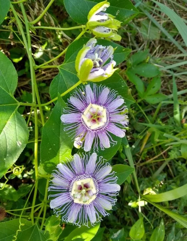 Maypop Passionflower Live Plant – Passiflora Incarnata – Purple Blooms – 4-6" Tall – Outdoor Edible Vine Maypop Passionflower Live Plant – Passiflora Incarnata – Purple Blooms – 4-6" Tall – Outdoor Edible Vine - Image 6