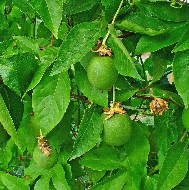 Maypop Purple Passion Fruit Plant – Live Passiflora Incarnata Vine – 5-7 Inch Tall – Cold Hardy Maypop Purple Passion Fruit Plant – Live Passiflora Incarnata Vine – 5-7 Inch Tall – Cold Hardy - Image 10