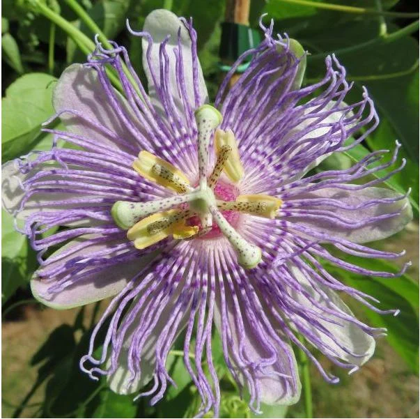 Maypop Purple Passion Fruit Plant – Live Passiflora Incarnata Vine – 5-7 Inch Tall – Cold Hardy Maypop Purple Passion Fruit Plant – Live Passiflora Incarnata Vine – 5-7 Inch Tall – Cold Hardy - Image 2