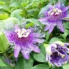 Maypop Purple Passion Fruit Plant – Live Passiflora Incarnata Vine – 5-7 Inch Tall – Cold Hardy - Image 1