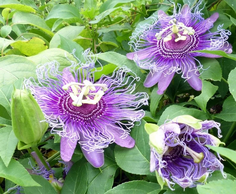 Maypop Purple Passion Fruit Plant – Live Passiflora Incarnata Vine – 5-7 Inch Tall – Cold Hardy Maypop Purple Passion Fruit Plant – Live Passiflora Incarnata Vine – 5-7 Inch Tall – Cold Hardy - Image 1