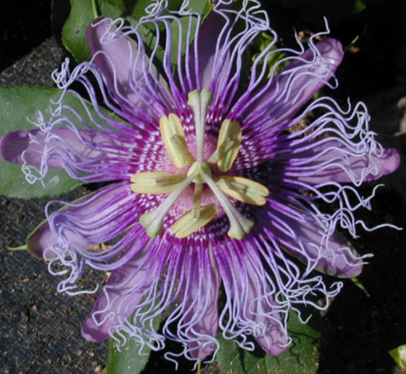 Maypop Purple Passion Fruit Plant – Live Passiflora Incarnata Vine – 5-7 Inch Tall – Cold Hardy Maypop Purple Passion Fruit Plant – Live Passiflora Incarnata Vine – 5-7 Inch Tall – Cold Hardy - Image 3