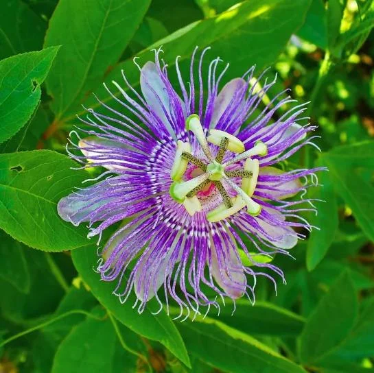 Maypop Purple Passion Fruit Plant – Live Passiflora Incarnata Vine – 5-7 Inch Tall – Cold Hardy Maypop Purple Passion Fruit Plant – Live Passiflora Incarnata Vine – 5-7 Inch Tall – Cold Hardy - Image 5