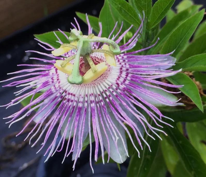 Maypop Purple Passion Fruit Plant – Live Passiflora Incarnata Vine – 5-7 Inch Tall – Cold Hardy Maypop Purple Passion Fruit Plant – Live Passiflora Incarnata Vine – 5-7 Inch Tall – Cold Hardy - Image 6
