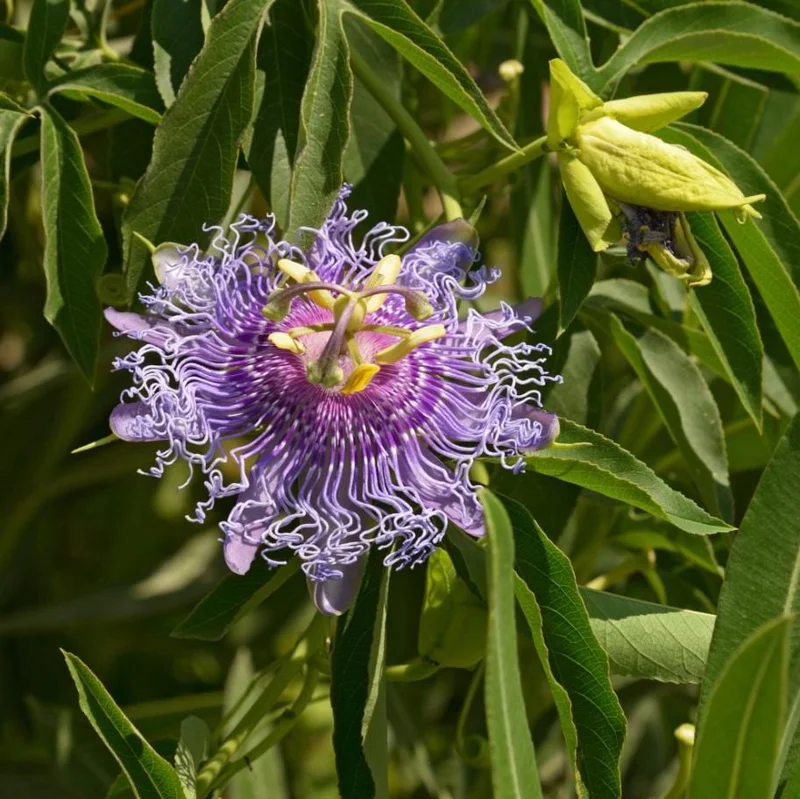 Maypop Purple Passion Fruit Plant – Live Passiflora Incarnata Vine – 5-7 Inch Tall – Cold Hardy Maypop Purple Passion Fruit Plant – Live Passiflora Incarnata Vine – 5-7 Inch Tall – Cold Hardy - Image 7