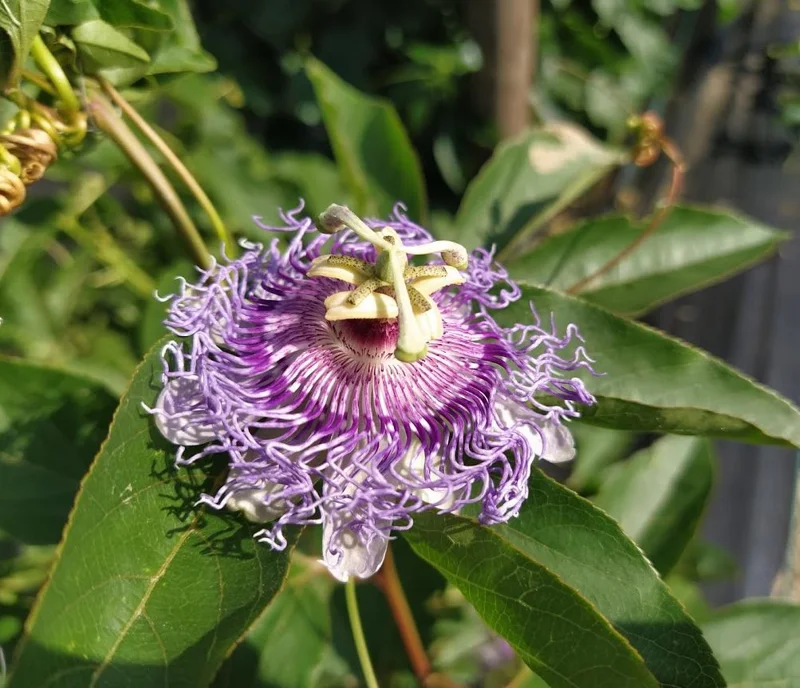 Maypop Purple Passion Fruit Plant – Live Passiflora Incarnata Vine – 5-7 Inch Tall – Cold Hardy Maypop Purple Passion Fruit Plant – Live Passiflora Incarnata Vine – 5-7 Inch Tall – Cold Hardy - Image 8