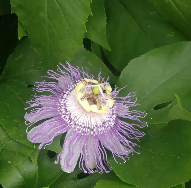 Maypop Purple Passion Fruit Plant – Live Passiflora Incarnata Vine – 5-7 Inch Tall – Cold Hardy Maypop Purple Passion Fruit Plant – Live Passiflora Incarnata Vine – 5-7 Inch Tall – Cold Hardy - Image 9