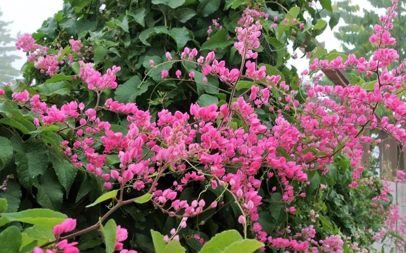 Mexican Creeper Live Plant Set - 4 Pink Flowering Vines, 4-6" Tall Antigonon leptopus - Outdoor Mexican Creeper Live Plant Set - 4 Pink Flowering Vines, 4-6" Tall Antigonon leptopus - Outdoor - Image 10