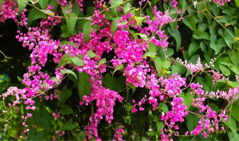 Mexican Creeper Live Plant Set - 4 Pink Flowering Vines, 4-6" Tall Antigonon leptopus - Outdoor Mexican Creeper Live Plant Set - 4 Pink Flowering Vines, 4-6" Tall Antigonon leptopus - Outdoor - Image 2