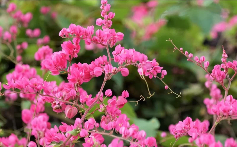 Mexican Creeper Live Plant Set - 4 Pink Flowering Vines, 4-6" Tall Antigonon leptopus - Outdoor Mexican Creeper Live Plant Set - 4 Pink Flowering Vines, 4-6" Tall Antigonon leptopus - Outdoor - Image 3