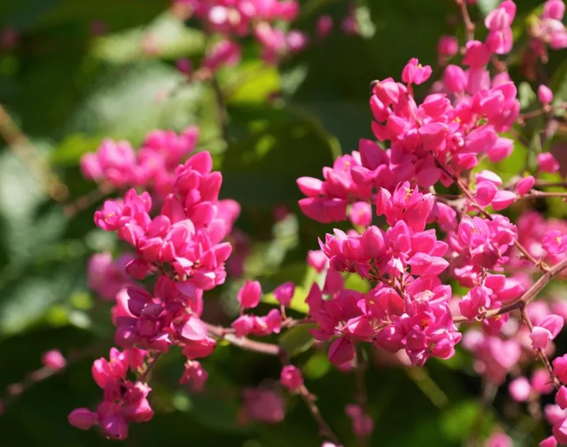 Mexican Creeper Live Plant Set - 4 Pink Flowering Vines, 4-6" Tall Antigonon leptopus - Outdoor Mexican Creeper Live Plant Set - 4 Pink Flowering Vines, 4-6" Tall Antigonon leptopus - Outdoor - Image 4
