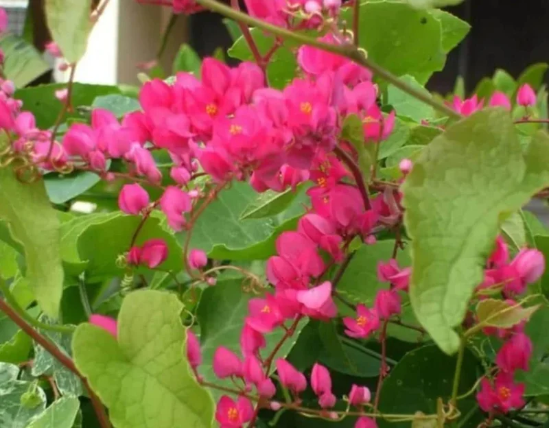 Mexican Creeper Live Plant Set - 4 Pink Flowering Vines, 4-6" Tall Antigonon leptopus - Outdoor Mexican Creeper Live Plant Set - 4 Pink Flowering Vines, 4-6" Tall Antigonon leptopus - Outdoor - Image 6