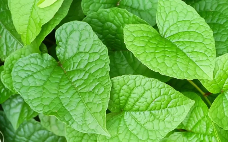 Mexican Creeper Live Plant Set - 4 Pink Flowering Vines, 4-6" Tall Antigonon leptopus - Outdoor Mexican Creeper Live Plant Set - 4 Pink Flowering Vines, 4-6" Tall Antigonon leptopus - Outdoor - Image 7
