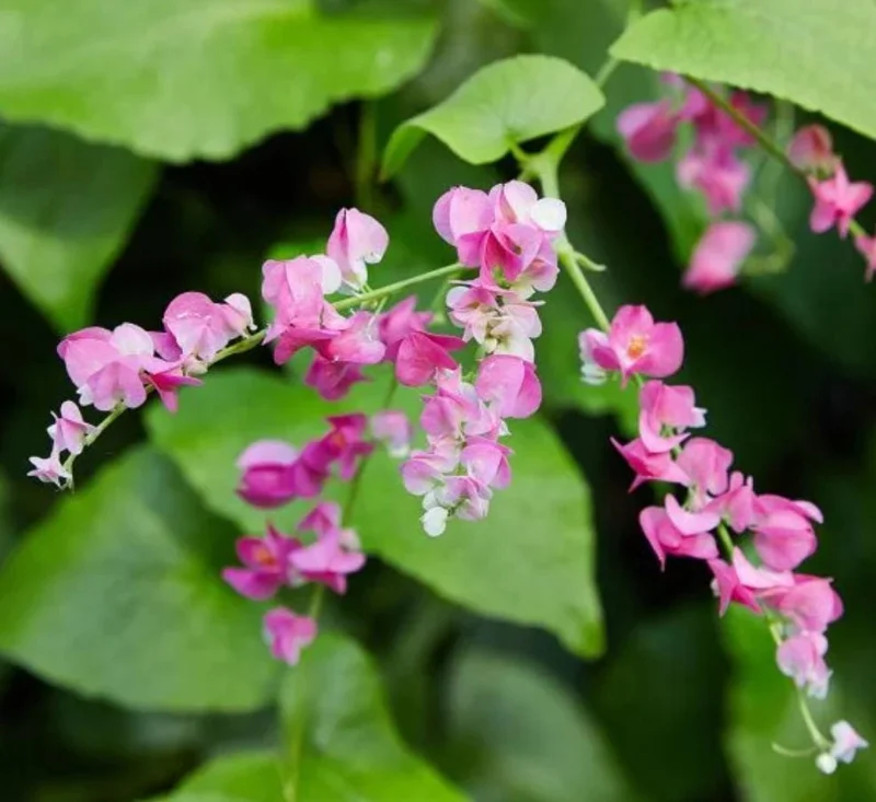 Mexican Creeper Live Plant Set - 4 Pink Flowering Vines, 4-6" Tall Antigonon leptopus - Outdoor Mexican Creeper Live Plant Set - 4 Pink Flowering Vines, 4-6" Tall Antigonon leptopus - Outdoor - Image 8