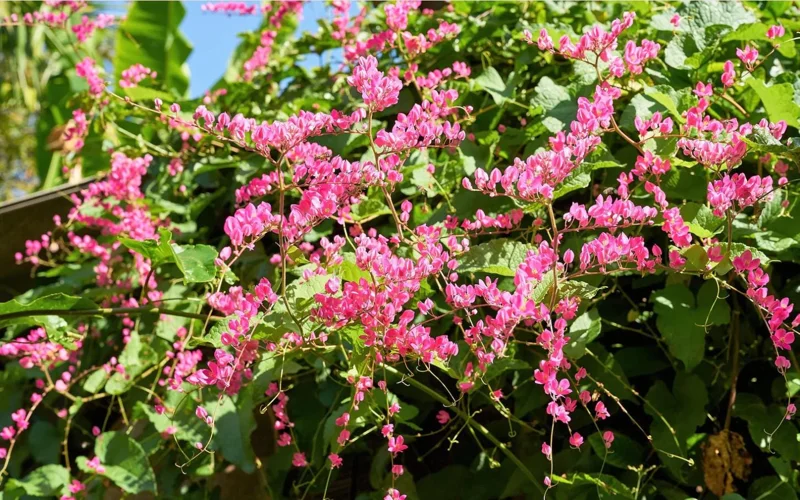 Mexican Creeper Live Plant Set - 4 Pink Flowering Vines, 4-6" Tall Antigonon leptopus - Outdoor Mexican Creeper Live Plant Set - 4 Pink Flowering Vines, 4-6" Tall Antigonon leptopus - Outdoor - Image 1