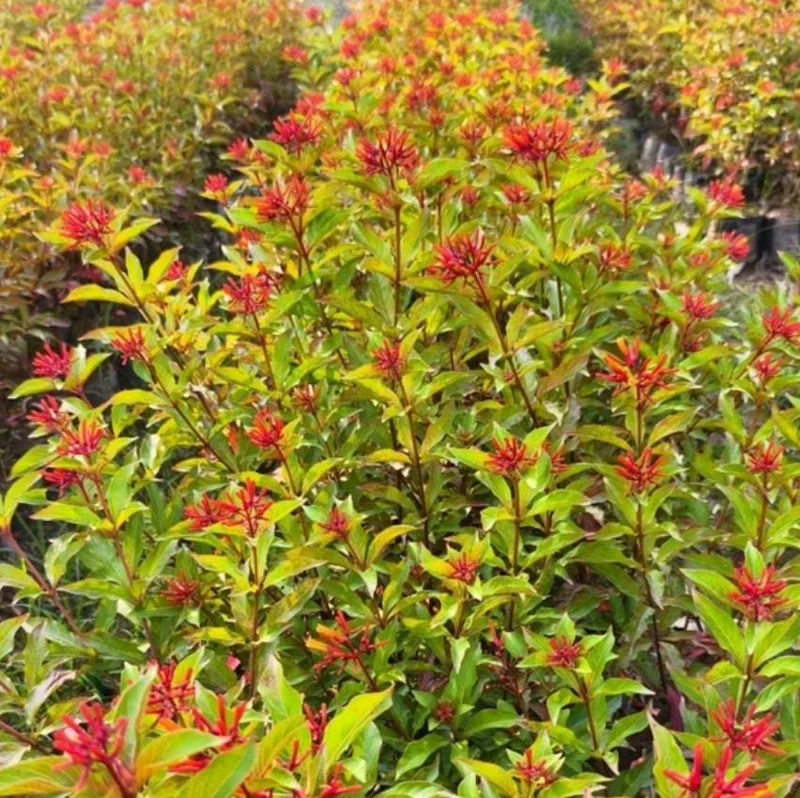 Mexican Firebush Live Plant – 2 Starter Plants – Hamelia Patens – Red-Orange Blooms – Attracts Hummingbirds Mexican Firebush Live Plant – 2 Starter Plants – Hamelia Patens – Red-Orange Blooms – Attracts Hummingbirds - Image 10