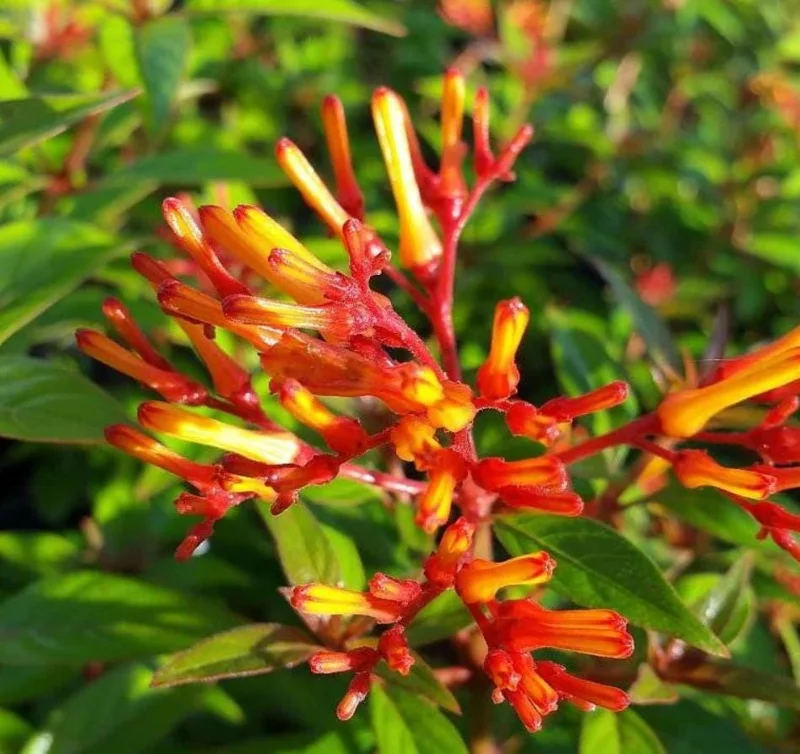 Mexican Firebush Live Plant – 2 Starter Plants – Hamelia Patens – Red-Orange Blooms – Attracts Hummingbirds Mexican Firebush Live Plant – 2 Starter Plants – Hamelia Patens – Red-Orange Blooms – Attracts Hummingbirds - Image 3