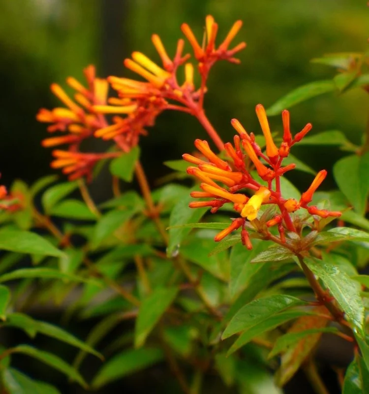 Mexican Firebush Live Plant – 2 Starter Plants – Hamelia Patens – Red-Orange Blooms – Attracts Hummingbirds Mexican Firebush Live Plant – 2 Starter Plants – Hamelia Patens – Red-Orange Blooms – Attracts Hummingbirds - Image 4