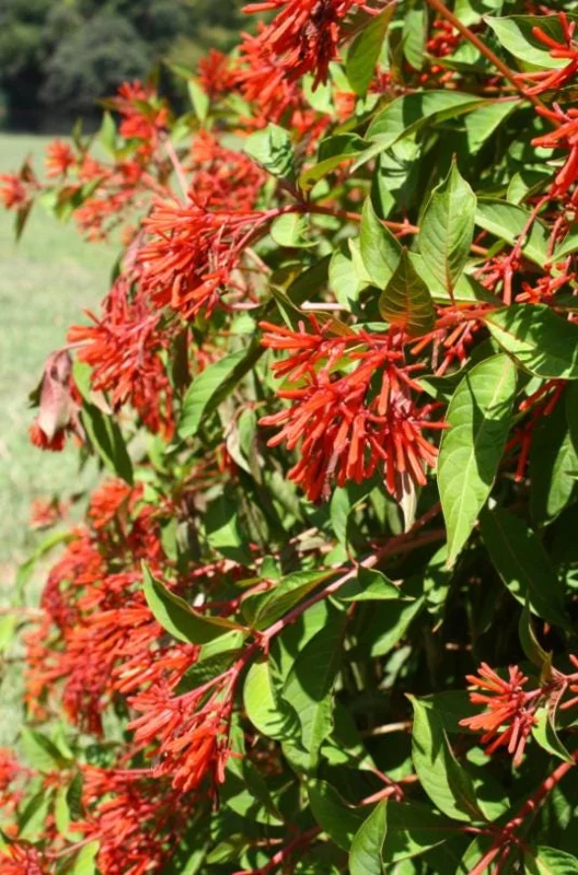 Mexican Firebush Live Plant – 2 Starter Plants – Hamelia Patens – Red-Orange Blooms – Attracts Hummingbirds Mexican Firebush Live Plant – 2 Starter Plants – Hamelia Patens – Red-Orange Blooms – Attracts Hummingbirds - Image 6
