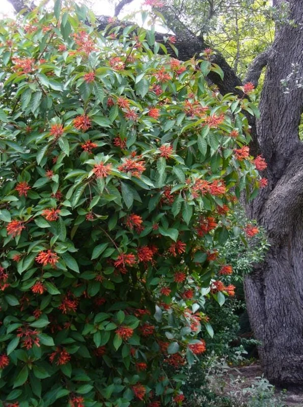 Mexican Firebush Live Plant – 2 Starter Plants – Hamelia Patens – Red-Orange Blooms – Attracts Hummingbirds Mexican Firebush Live Plant – 2 Starter Plants – Hamelia Patens – Red-Orange Blooms – Attracts Hummingbirds - Image 9