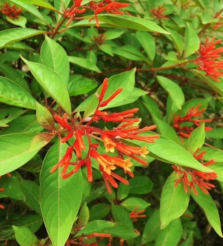 Mexican Firebush Live Plant – 2 Starter Plants – Hamelia Patens – Red-Orange Blooms – Attracts Hummingbirds Mexican Firebush Live Plant – 2 Starter Plants – Hamelia Patens – Red-Orange Blooms – Attracts Hummingbirds - Image 1