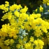 Mimosa Wattle (Acacia baileyana) Live Seedling – 3-5 inches Tall in 4 inch Pot – Outdoor Plant - Image 1