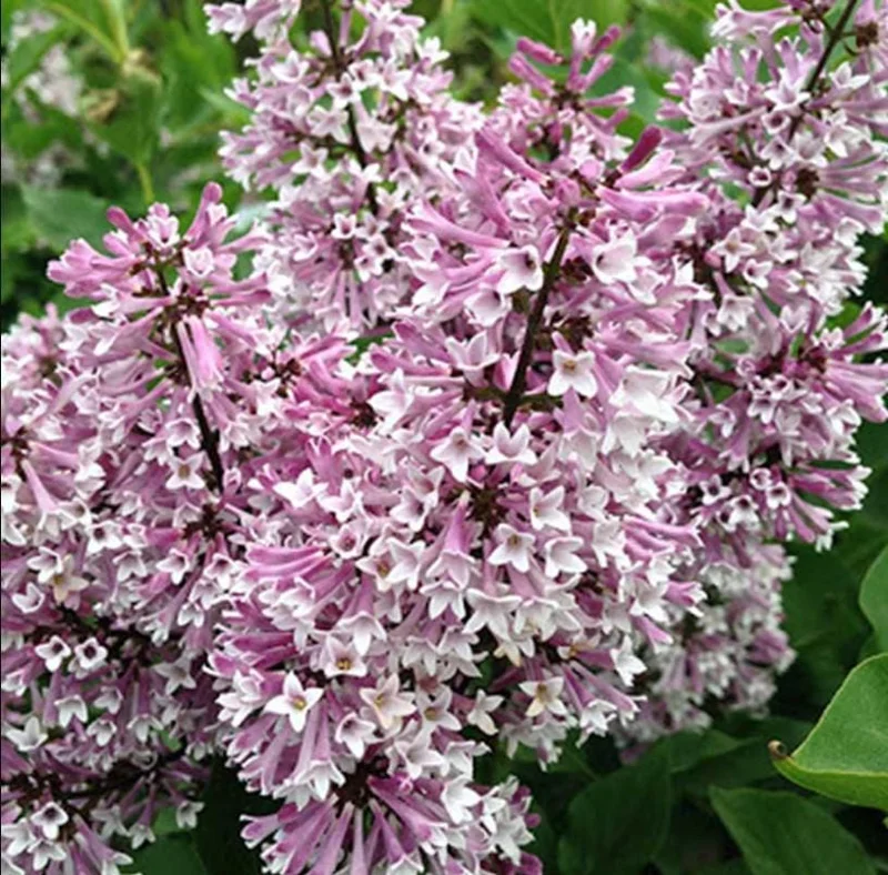 Miss Kim Lilac Shrub Live Plant – 6-12 Tall – 1 Quart Pot – Fragrant Flowers Miss Kim Lilac Shrub Live Plant – 6-12 Tall – 1 Quart Pot – Fragrant Flowers - Image 2