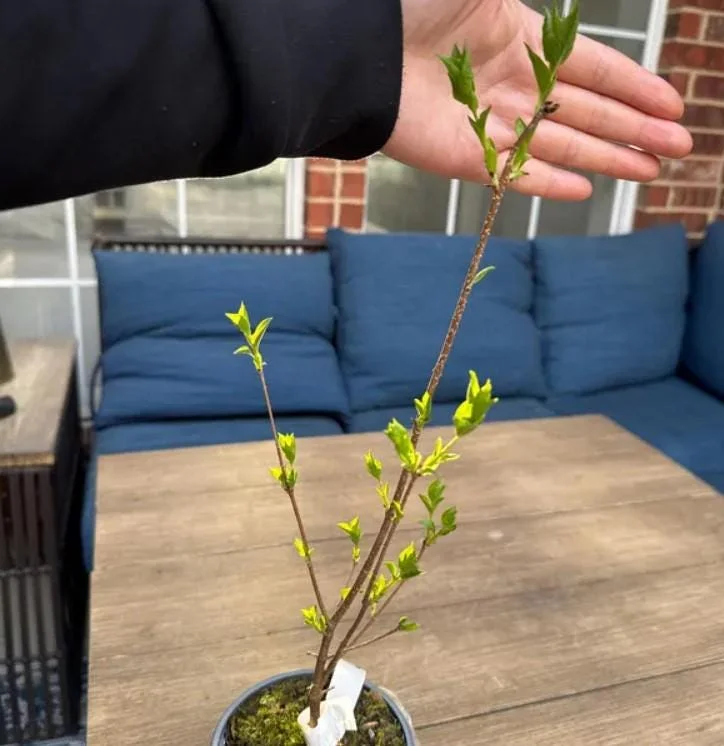 Miss Kim Lilac Shrub Live Plant – 6-12 Tall – 1 Quart Pot – Fragrant Flowers Miss Kim Lilac Shrub Live Plant – 6-12 Tall – 1 Quart Pot – Fragrant Flowers - Image 3