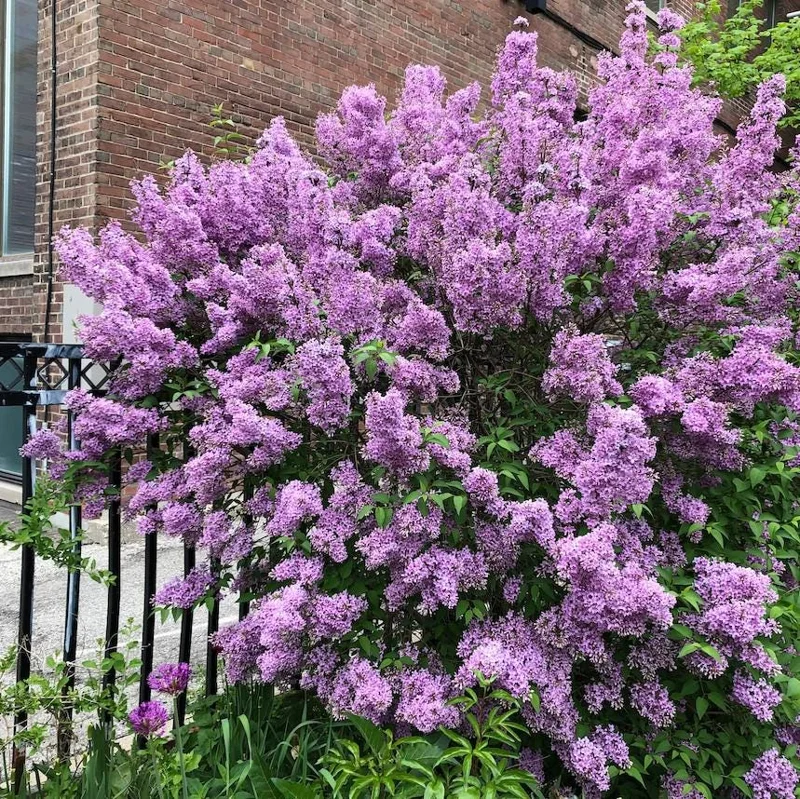 Miss Kim Lilac Shrub Live Plant – 6-12 Tall – 1 Quart Pot – Fragrant Flowers Miss Kim Lilac Shrub Live Plant – 6-12 Tall – 1 Quart Pot – Fragrant Flowers - Image 1