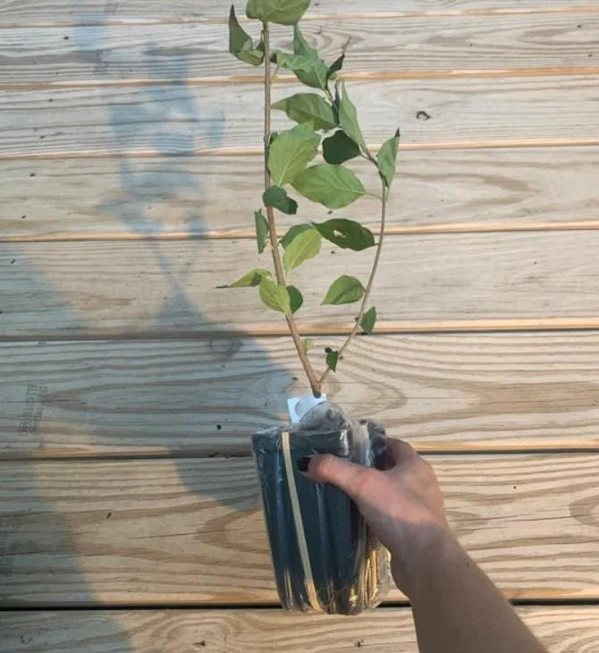 Miss Kim Lilac Shrub Live Plant – 6-12 Tall – 1 Quart Pot – Fragrant Flowers Miss Kim Lilac Shrub Live Plant – 6-12 Tall – 1 Quart Pot – Fragrant Flowers - Image 4