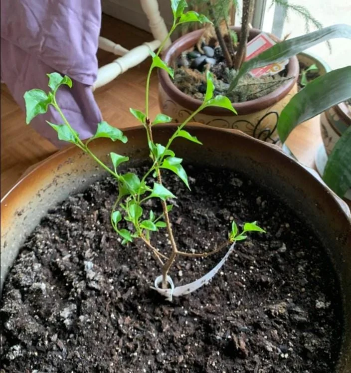 Miss Kim Lilac Shrub Live Plant – 6-12 Tall – 1 Quart Pot – Fragrant Flowers Miss Kim Lilac Shrub Live Plant – 6-12 Tall – 1 Quart Pot – Fragrant Flowers - Image 5