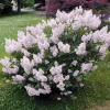Miss Kim Lilac Shrub Live Plant - 6-12" Tall - 1qt Pot - Fragrant Lavender Blue - Image 1