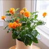 Mona Wallhead Crossandra Live Starter Plant - 2 Pack, Salmon-Orange Blooms, 4-8 Inch Tall - Image 1