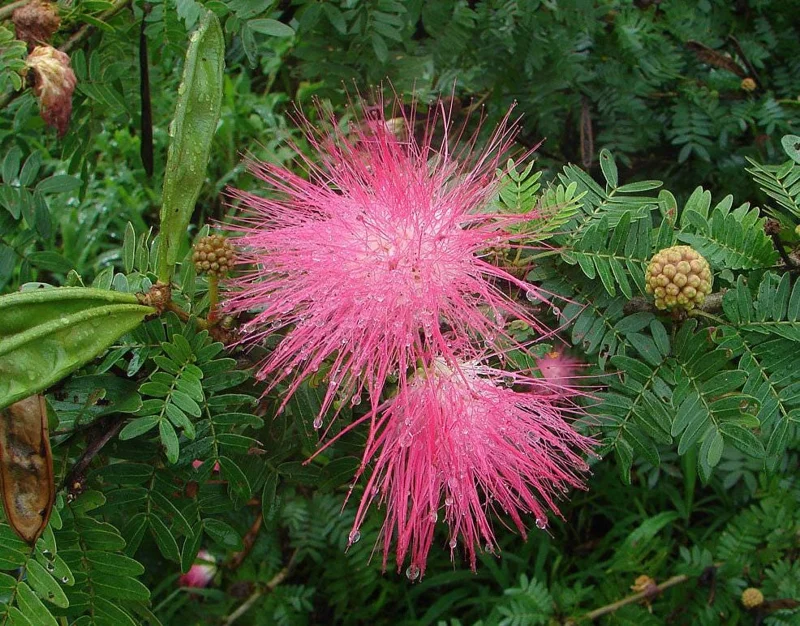 Monkeypod Live Tree Plant, 5-10 Inch Tall Tropical Shade Tree Starter in 4 Inch Pot, Outdoor - Image 2